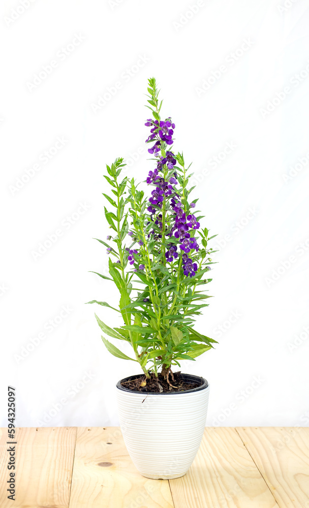 Fototapeta premium Angelonia goyazensis, Digitalis solicariifolia in pot. Violet Snapdragon flower blooming, isolated on white background. Beautiful purple blossom flowerpot on wooden table, garden interior decoration