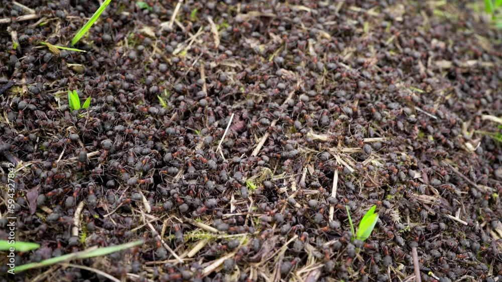 Ant-hill. Close up view onto big forest fire ants working. Anthill in forest scene.