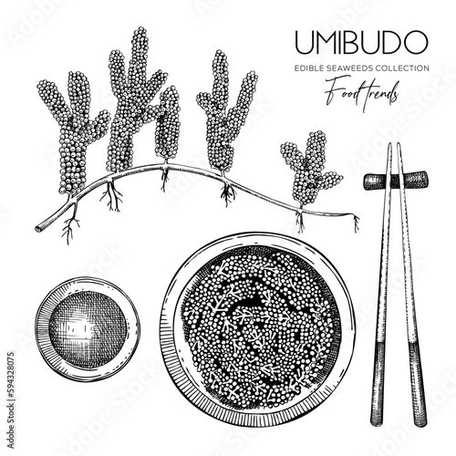Hand drawn sea grapes illustration. Umibudo salad sketch. Green caviar. Edible seaweed vector drawing isolated on white background. Asian cuisine design element