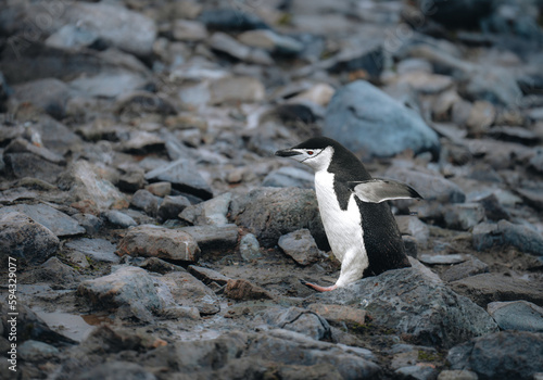 Chinstrap penguin on a rocky beach in Antarctica. © Mathias