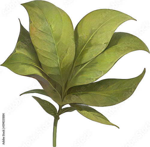 식물 나무 잎 활엽수 단잎 둥근잎