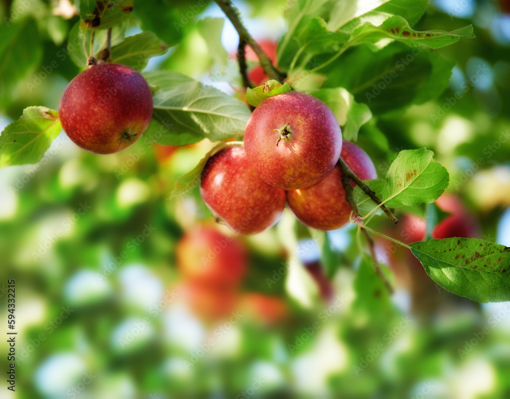 Apples in outdoor setting. A photo of taste and beautiful apples. Apples in outdoor setting. A photo of taste and beautiful apples.