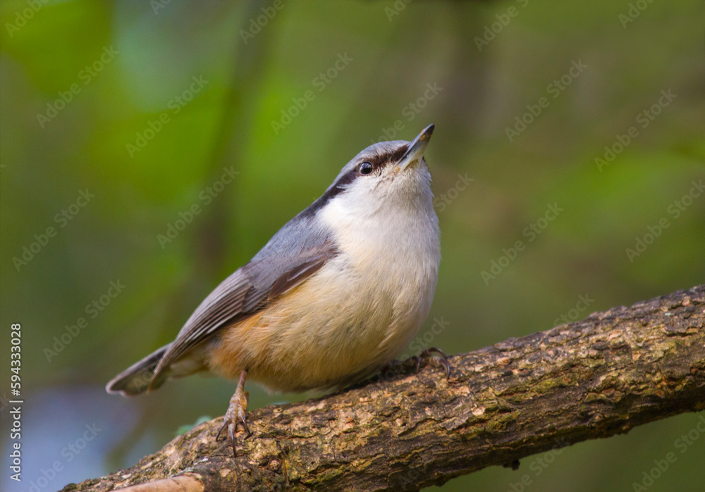 Obraz premium Nuthatch on a tree branch. The nuthatch is a beautiful and dexterous bird. 