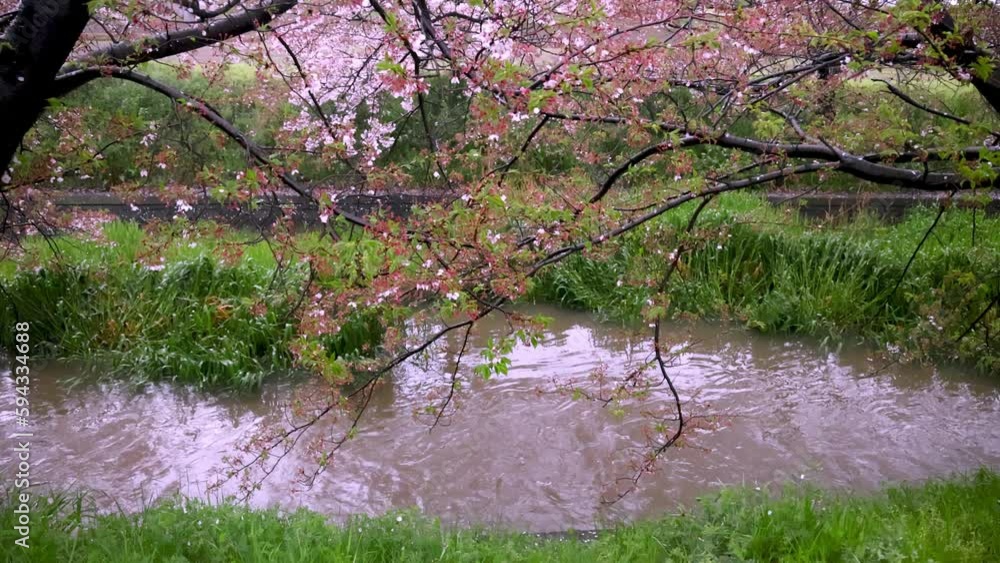 Water flows in grassy river under pink cherry trees in late spring Water flows in grassy river under pink cherry trees in late spring