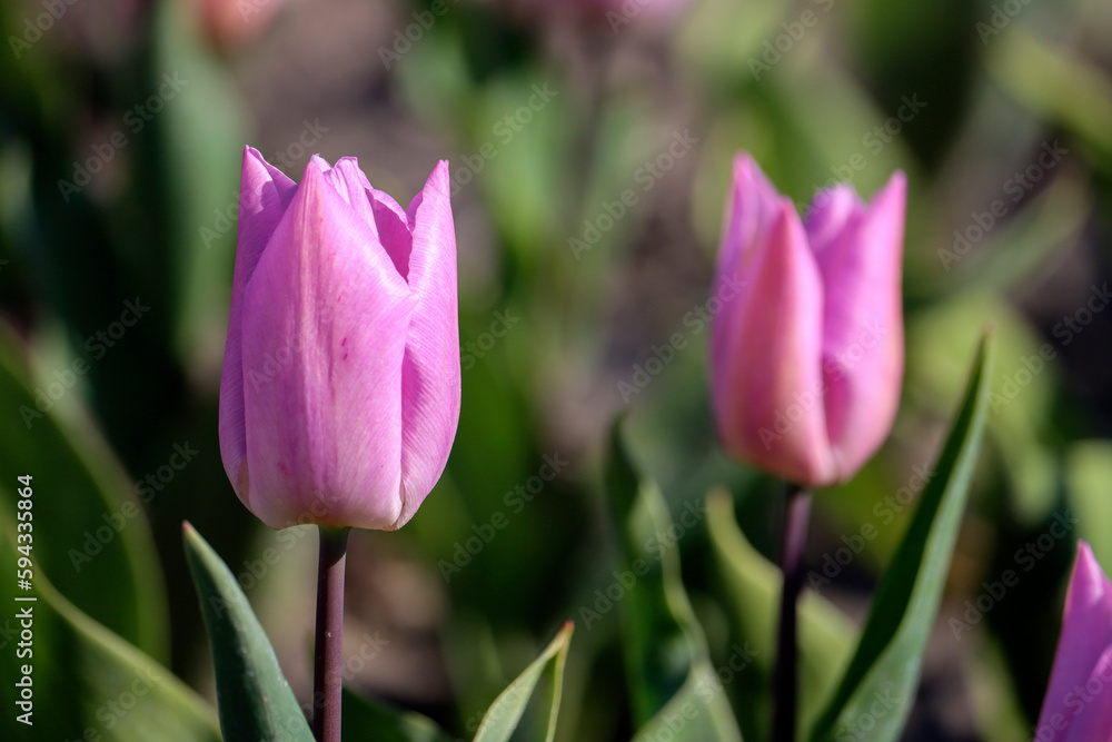 field full of purple tulips on the flower bulb field on Island Goeree-Overflakkee