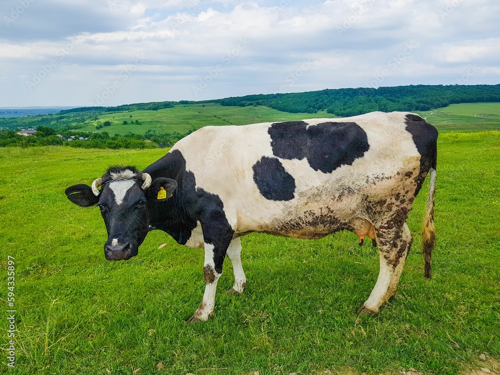 Closeup shot of black and white cow in the green field.