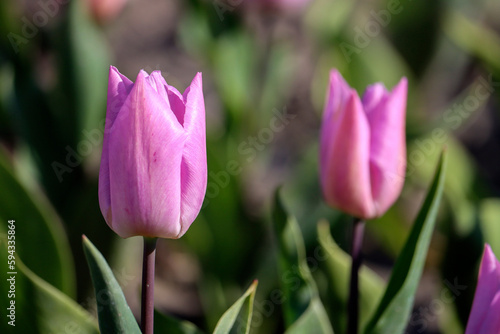 field full of purple tulips on the flower bulb field on Island Goeree-Overflakkee