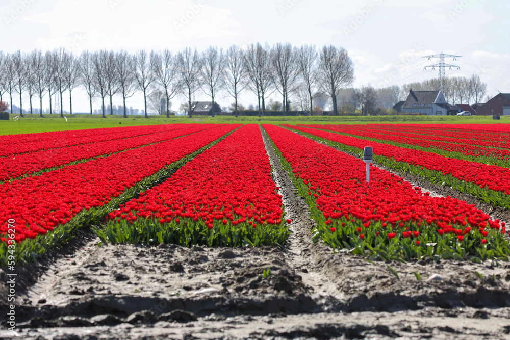 field full of red tulips on the flower bulb field on Island Goeree-Overflakkee
