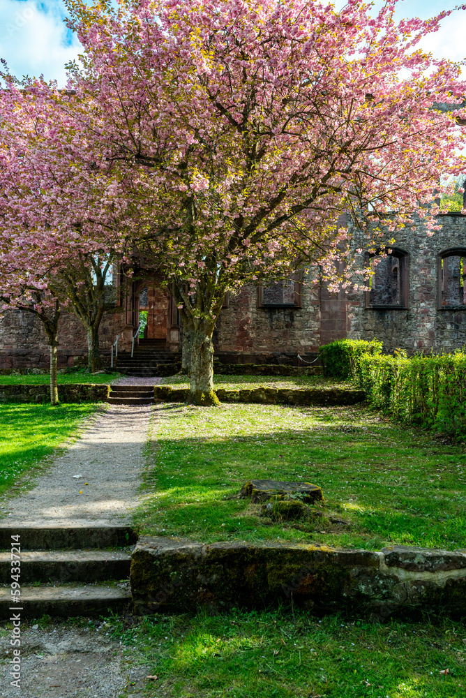 Blooming cherry trees with pink blossoms lines a footpath to the Frauenalb monastery ruins in the northern Black Forest, Baden-Wurttemberg, Germany Blooming cherry trees with pink blossoms lines a footpath to the Frauenalb monastery ruins in the northern Black Forest, Baden-Wurttemberg, Germany