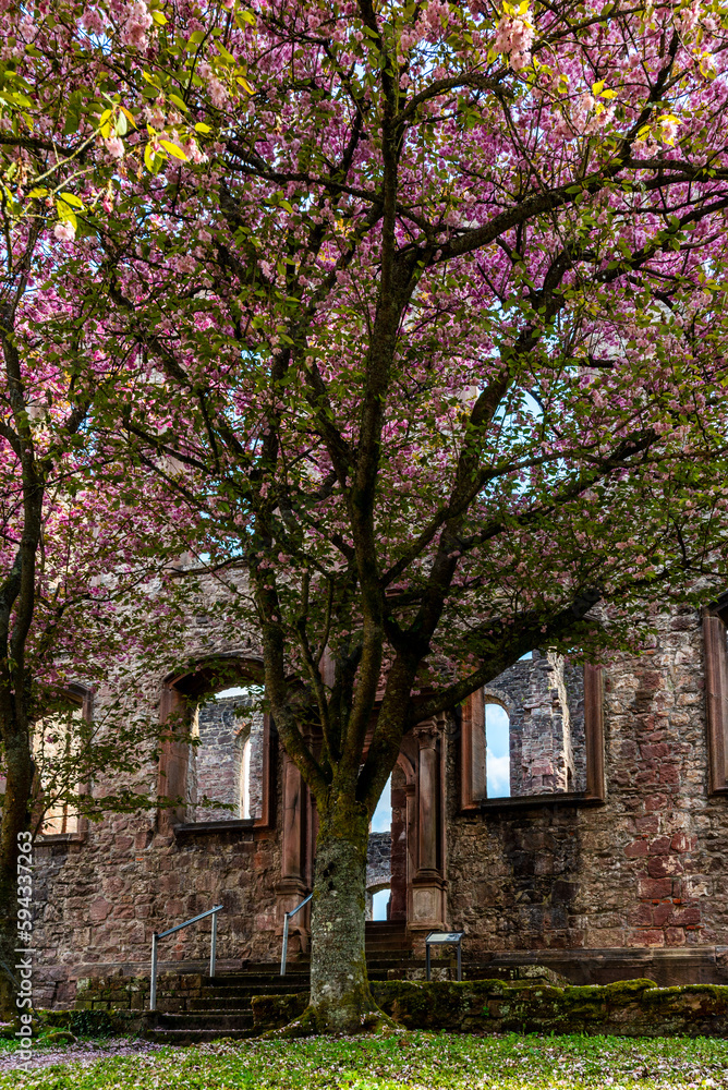 Blooming cherry trees with pink blossoms lines a footpath to the Frauenalb monastery ruins in the northern Black Forest, Baden-Wurttemberg, Germany Blooming cherry trees with pink blossoms lines a footpath to the Frauenalb monastery ruins in the northern Black Forest, Baden-Wurttemberg, Germany