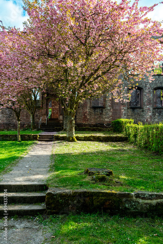 Blooming cherry trees with pink blossoms lines a footpath to the Frauenalb monastery ruins in the northern Black Forest  Baden-Wurttemberg  Germany