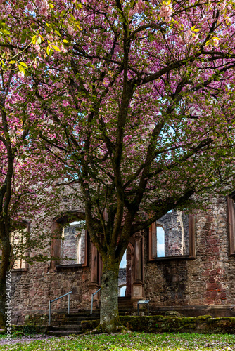 Blooming cherry trees with pink blossoms lines a footpath to the Frauenalb monastery ruins in the northern Black Forest, Baden-Wurttemberg, Germany