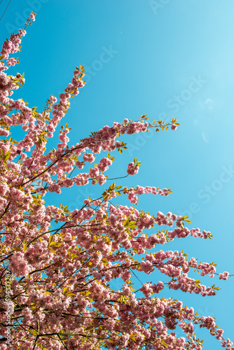 A blooming cherry tree with pink flowers against a clear blue sky in early summer