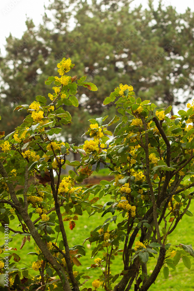 Mahonia aquifolium, grape mahonia or holly-leaved berberry blooming in the garden. Ornamental evergreen mahonia aquifolium with yellow flowers, inflorescences in spring. Mahonia aquifolium, grape mahonia or holly-leaved berberry blooming in the garden. Ornamental evergreen mahonia aquifolium with yellow flowers, inflorescences in spring.