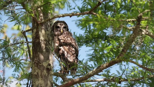 Owl in green trees, blue sky, Batavaria swamp, Louisiana photo