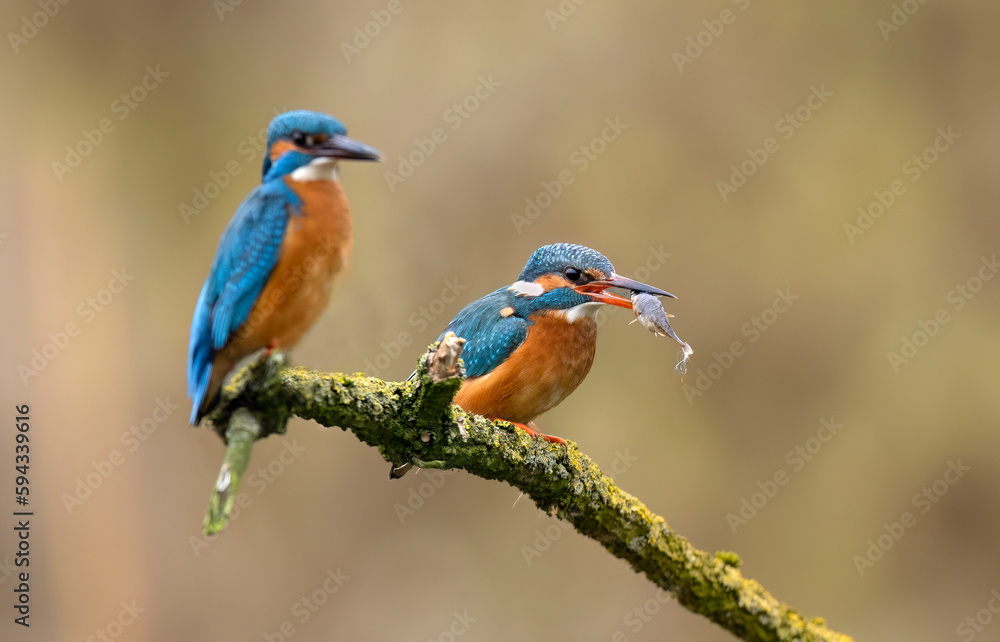 European Kingfisher ( Alcedo atthis ) close up European Kingfisher ( Alcedo atthis ) close up