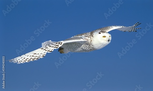  a white owl flying in a blue sky with its wings spread out and eyes wide open, with a black and white pattern on its body.  generative ai