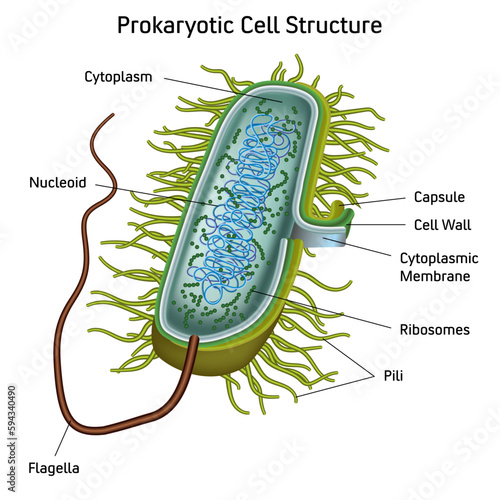 Prokaryotic Cell Structure Chart, vector medical illustration, online education material. English translation text