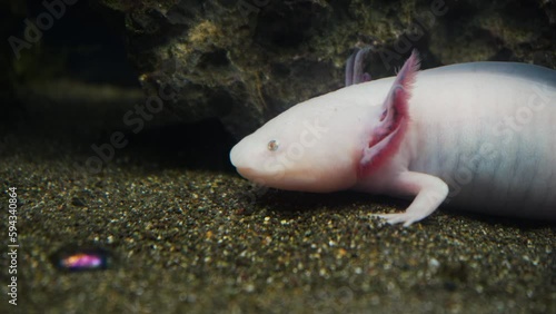 Axolotl, Mexican walking fish, salamander, tiger salamander. A pink albino axolotl in an aquarium, local pet store or pet store. Triton of white color at the bottom of the lake.