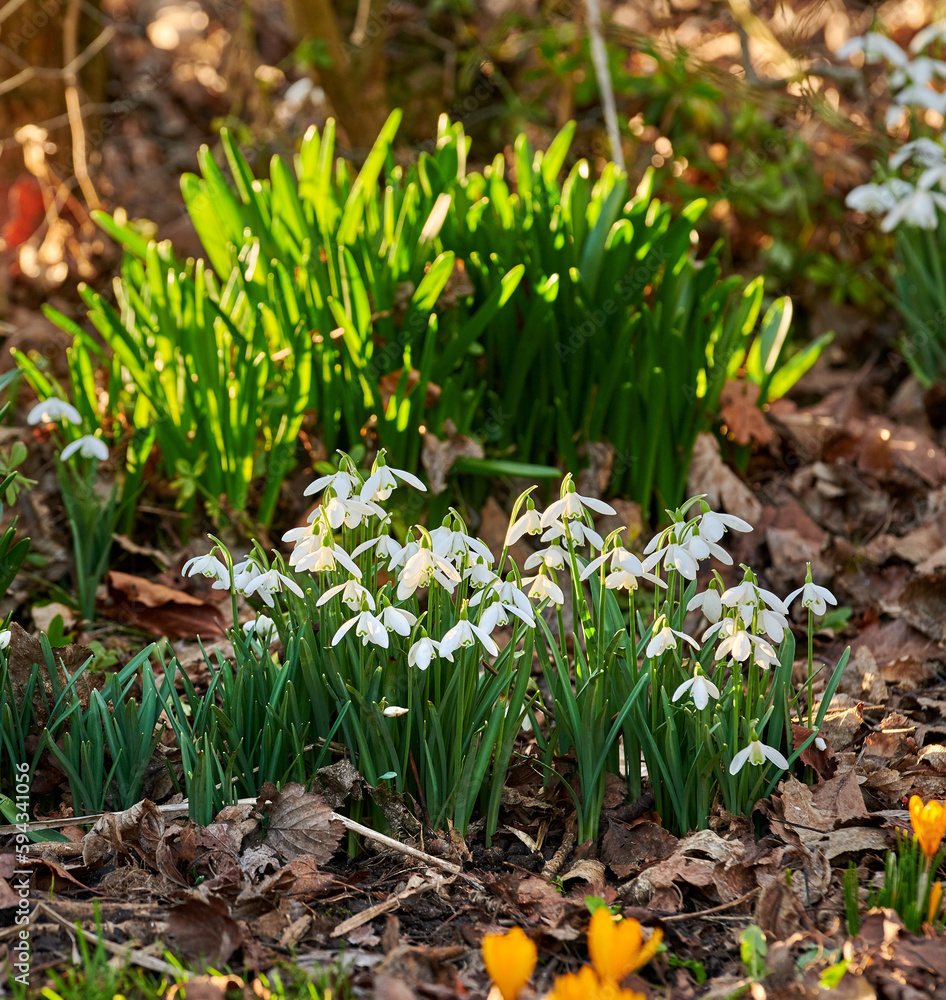 Galanthus nivalis was described by the Swedish botanist Carl Linnaeus in his Species Plantarum in 1753, and given the specific epithet nivalis, meaning snowy (Galanthus means with milk-white flowers Galanthus nivalis was described by the Swedish botanist Carl Linnaeus in his Species Plantarum in 1753, and given the specific epithet nivalis, meaning snowy (Galanthus means with milk-white flowers