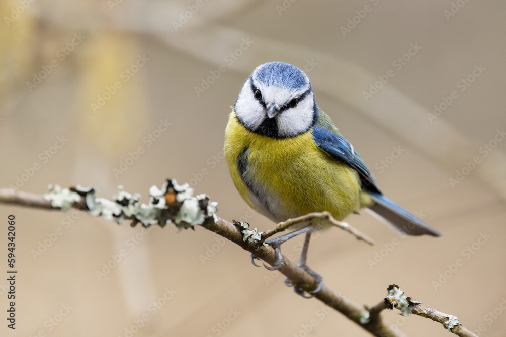 Obraz premium Blue Tit bird on a tree branch in Spring time