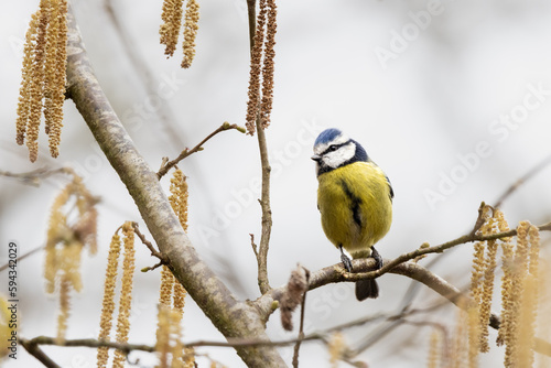 Blue Tit perched on a branch 