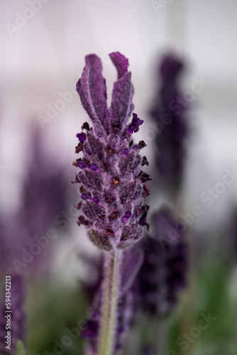 Lavendel