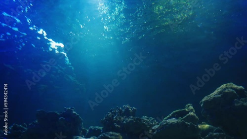 Wallpaper Mural A shark in the Pacific Ocean. Underwater life with fish and shark swimming near a coral reef in the ocean. Diving in clear water. A dangerous and predatory large fish. Torontodigital.ca