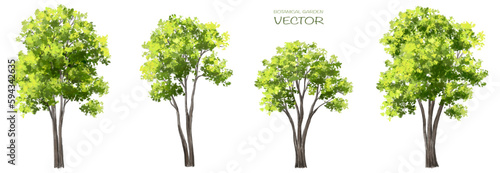 Vector watercolor of tree side view isolated on white background for landscape and architecture drawing, elements for environment and garden, painting botanical for section and elevation photo