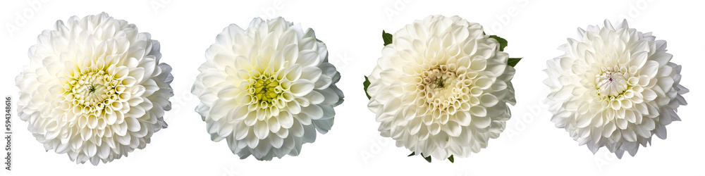 Assorted white dahlia flower heads on transparent PNG background. Created with Generative AI.