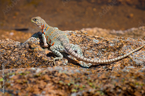 Eastern Collared Lizard or Mountain Boomer with Orange Spots sits on a Rock