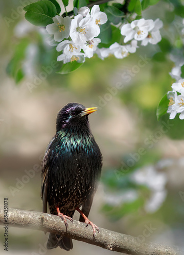 migratory bird black starling sits in spring the garden among the flowers of ...