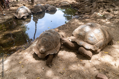 Turtles walk near a water source at the Prison Island tortoise sanctuary in Zanzibar Tanzania photo