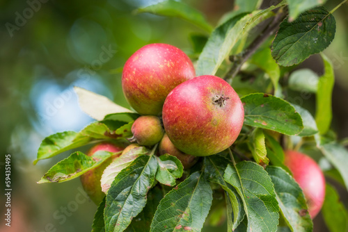 Wallpaper Mural Apples in outdoor setting. A photo of taste and beautiful apples. Torontodigital.ca