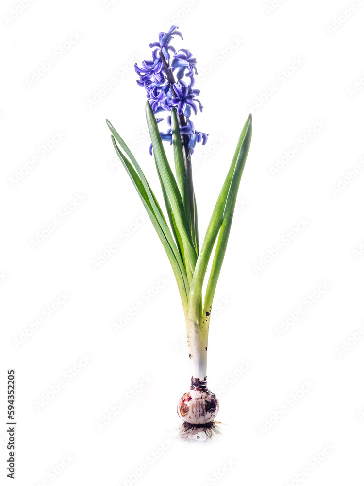 Fototapeta premium Studio shot of violet hyacinth in blossom on white background
