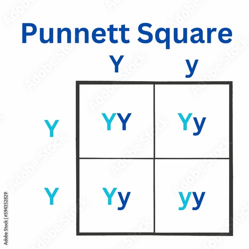 Simple version of the Punnett Square. Sometimes spelled as Punnets Square. Useful for Education photo