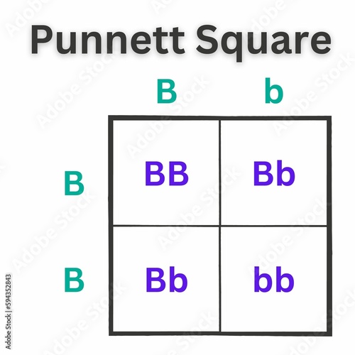 Simple version of the Punnett Square. Sometimes spelled as Punnets Square. Useful for Education photo