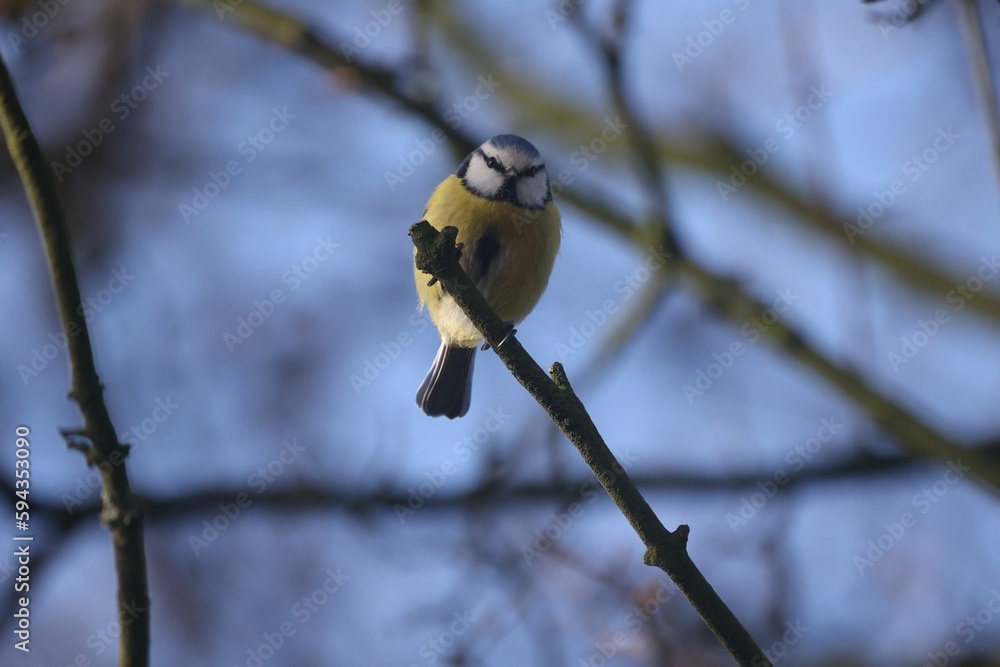 Obraz premium Closeup of a Eurasian blue tit bird perched on a tree branch with a blurry background