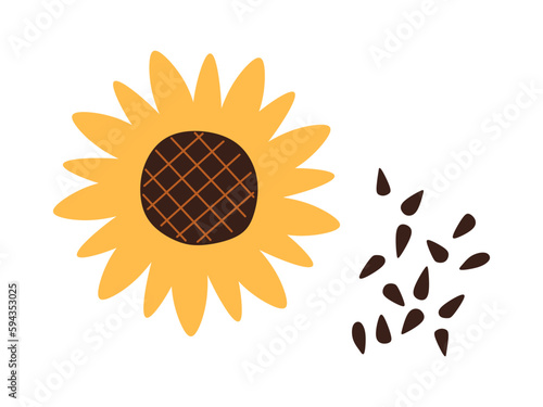 Sunflower flower with seeds in flat illustration isolated on white background. Delicious healthy vegan snack, dietetic and organic product. Sunflower vector illustration