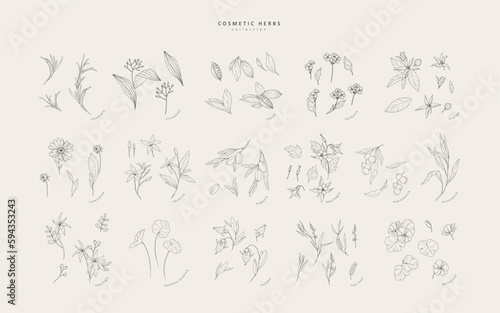 Vector hand drawn cosmetic herbs set. Vintage trendy botanical elements. Hand drawn line leaves branches and blooming. Vector trendy