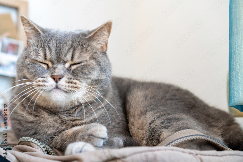 Adult gray Shorthair cat lying on backpack sleeping. Adult gray Shorthair cat lying on backpack sleeping.