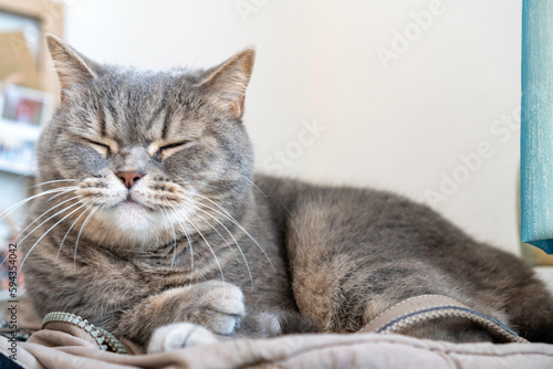 Adult gray Shorthair cat lying on backpack sleeping.