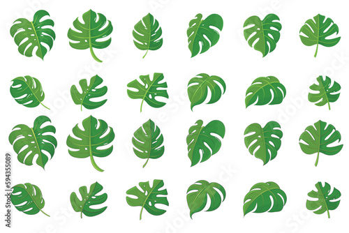 Vector collection of Monstera deliciosa leaves