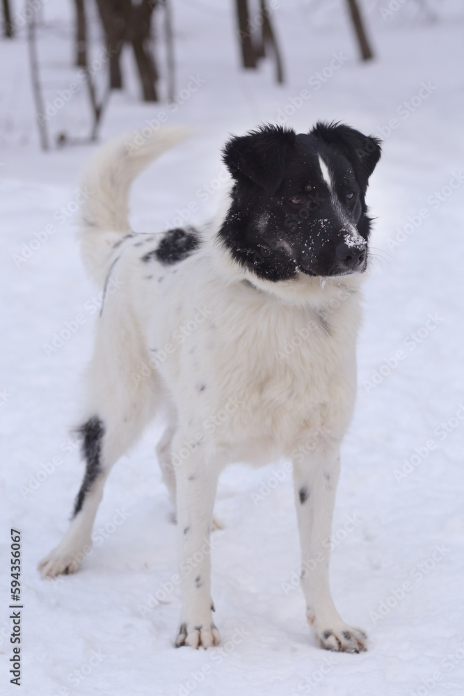 black and white mongrel dog full body photo on snow white background black and white mongrel dog full body photo on snow white background