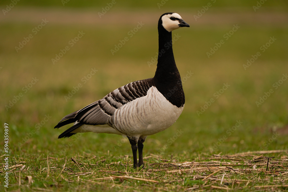 A barnacle goose (Branta leucopsis) standing in a meadow A barnacle goose (Branta leucopsis) standing in a meadow