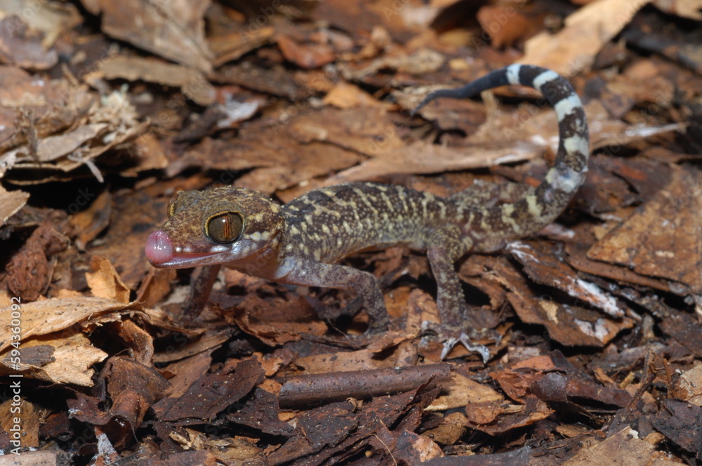 Cyrtodactylus peguensis, Spotted bent-toed gecko closeup Cyrtodactylus peguensis, Spotted bent-toed gecko closeup