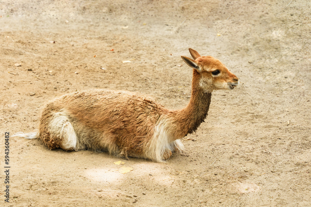 Lama vicugna is resting at farmer ranch. Soft wool by lama produce, national animal of Peru.
