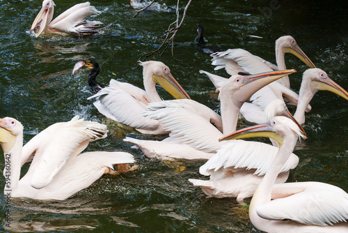 Group huge Great white pelican or pink pelican feeding in the lake with fish, the bird is listed in the red book, close-up, ornithology or bird watching. photo