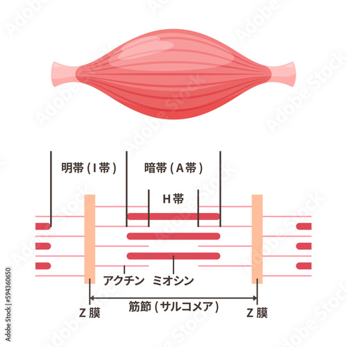 かわいい筋肉のイラスト_筋原線維の図解
