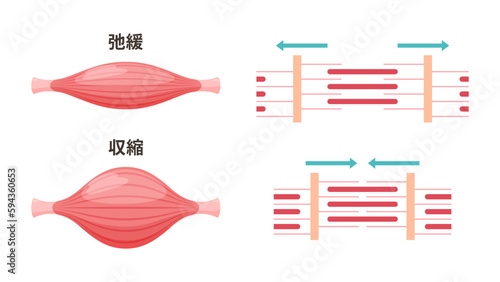 かわいい筋肉のイラスト_弛緩時と収縮時の筋原線維